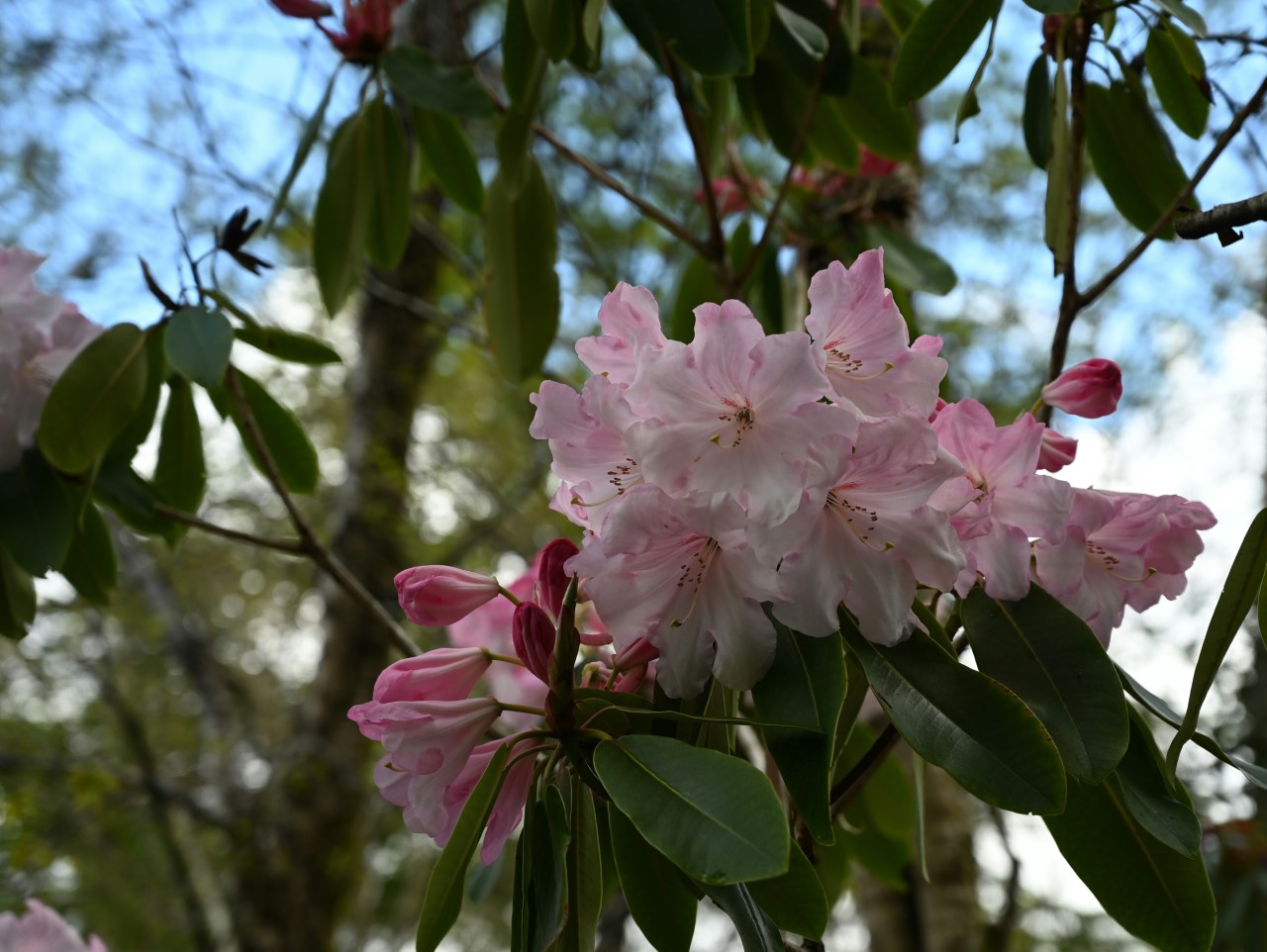 Unknown (possibly R. fortunei)
